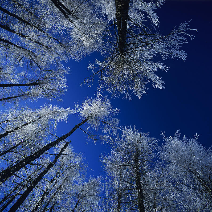 Frozen Fir Forest Auvergne Photograph