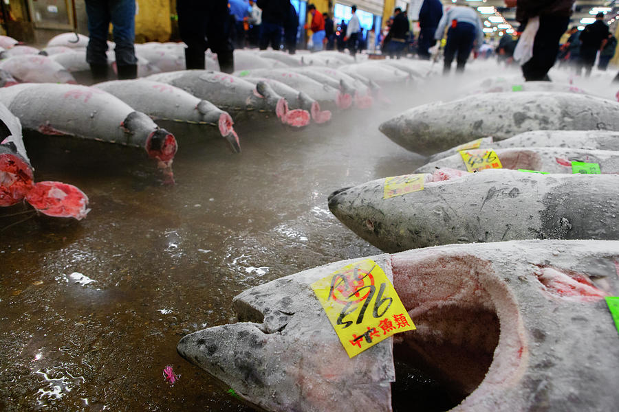 Frozen Fish At A Market Photograph by Ron Koeberer Frozen Fish At A Market Photograph by Ron Koeberer