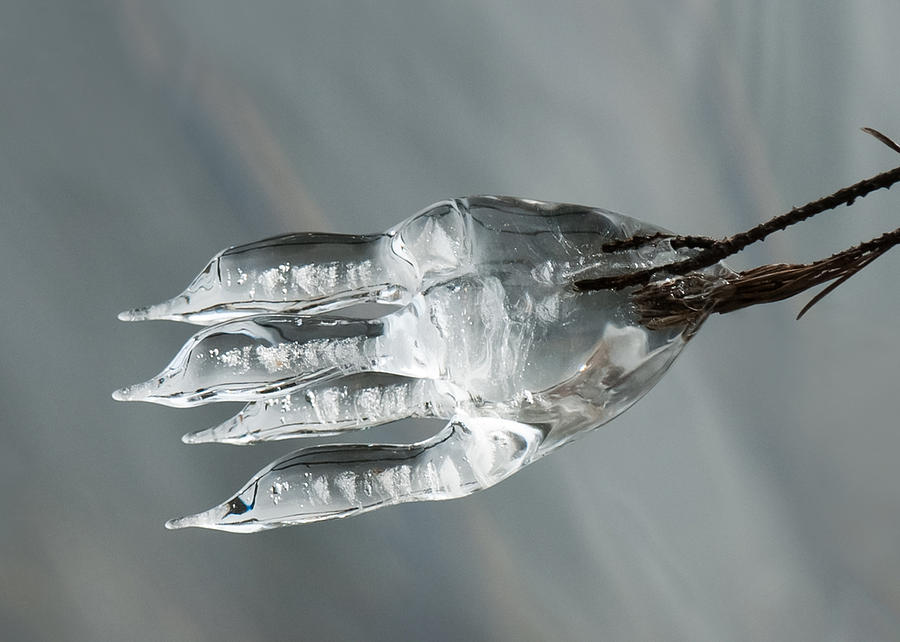 Frozen Fish Photograph by Lara Ellis
