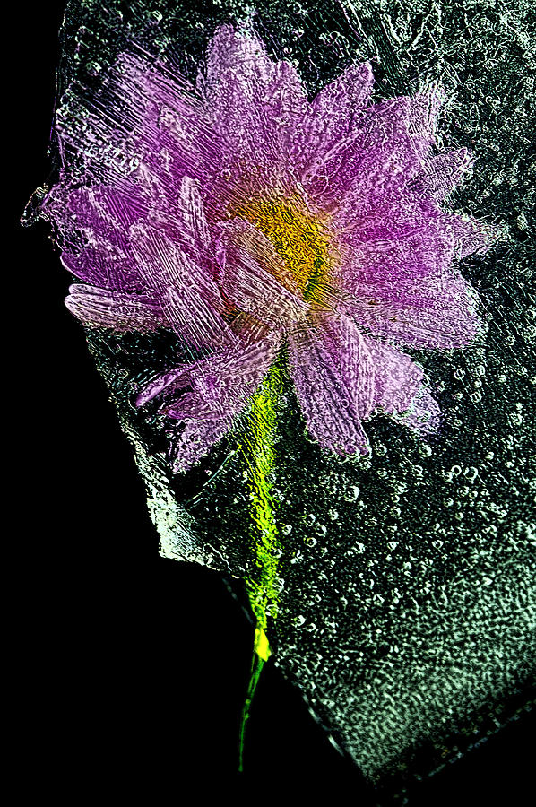Frozen Flower 2 Photograph by John Crothers