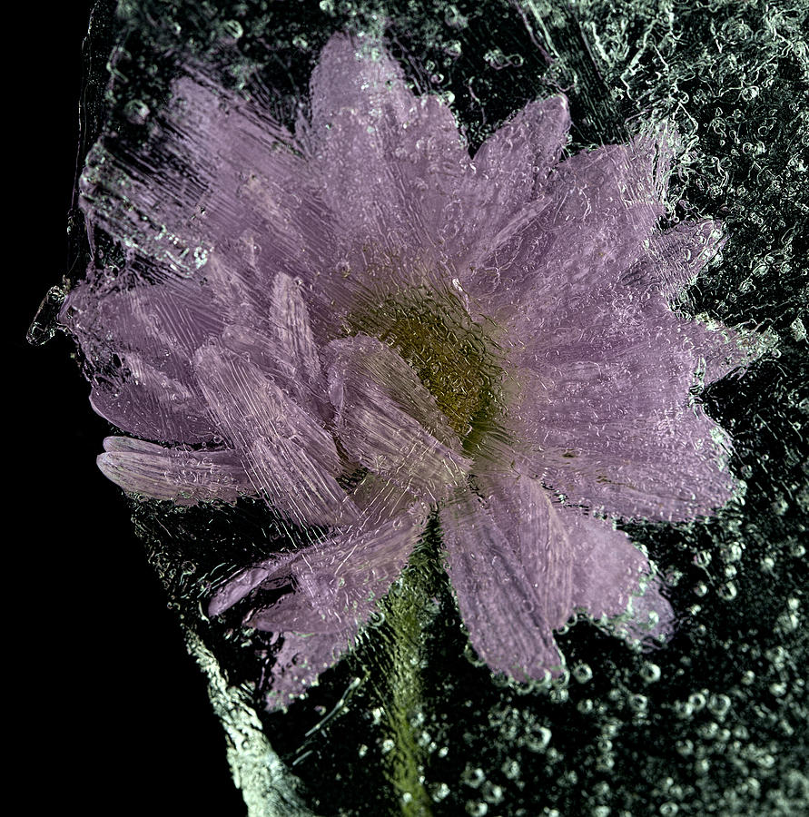 Frozen Flower 3 Photograph by John Crothers