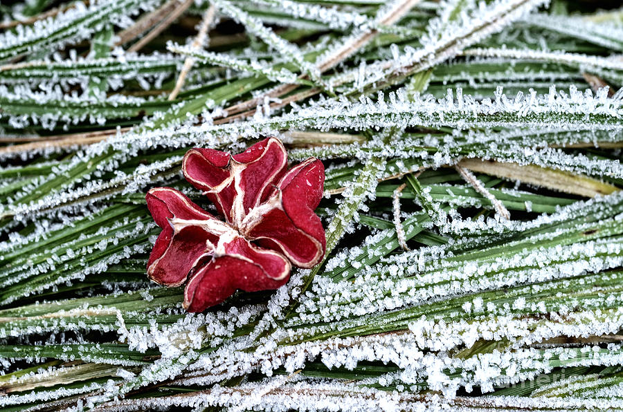 Frozen flower Photograph by Mats Silvan