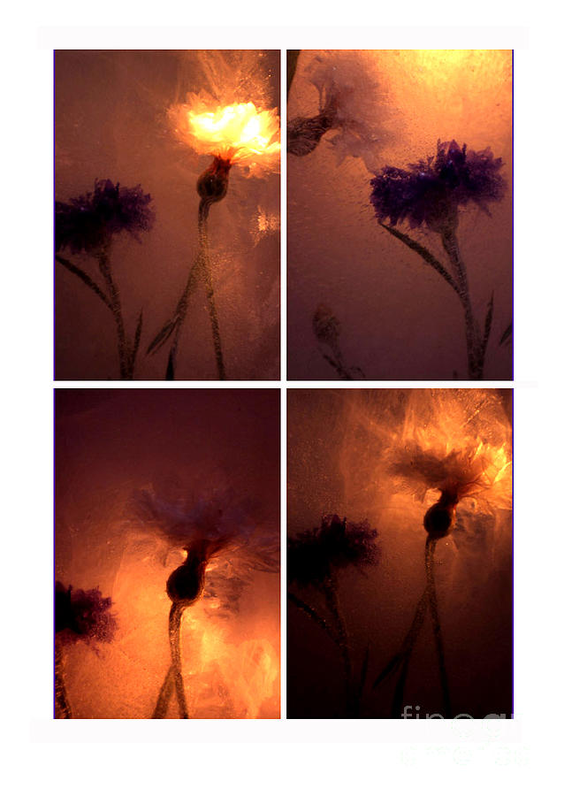 Frozen Flowers Collage Photograph by Randi Grace Nilsberg