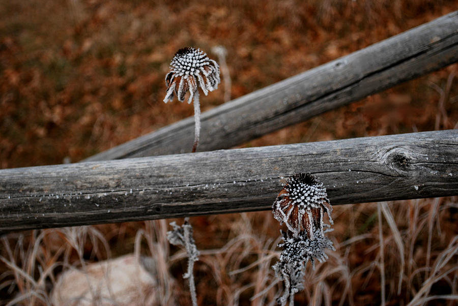 Frozen Flowers Photograph by Greni Graph