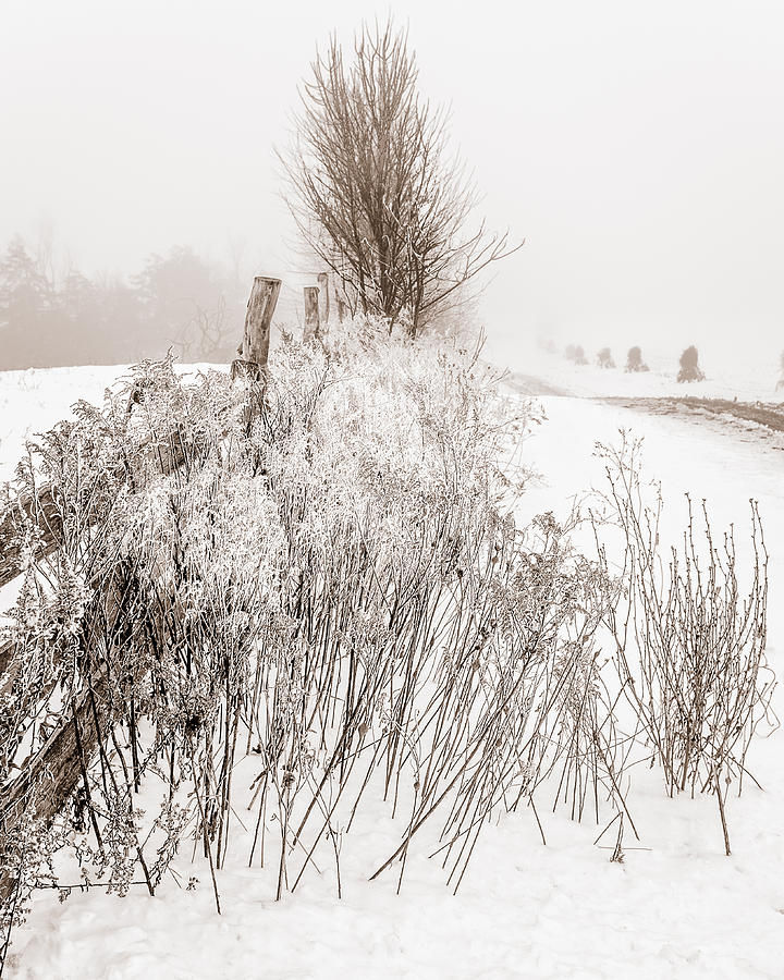 Nature Photograph - Frozen fog on a hedgerow - BW by Chris Bordeleau