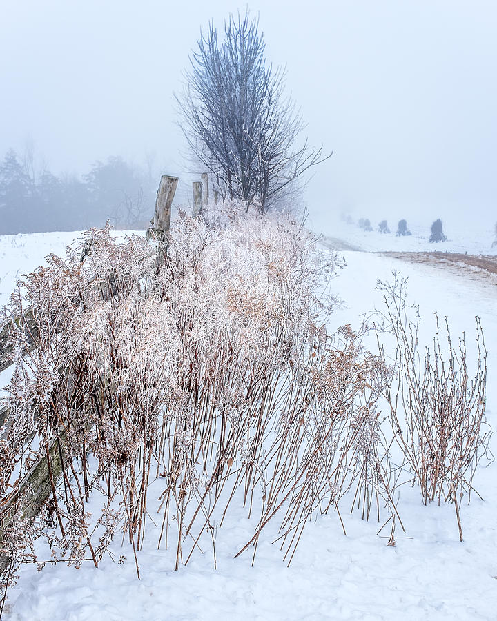 Frozen fog on a hedgerow Photograph by Chris Bordeleau