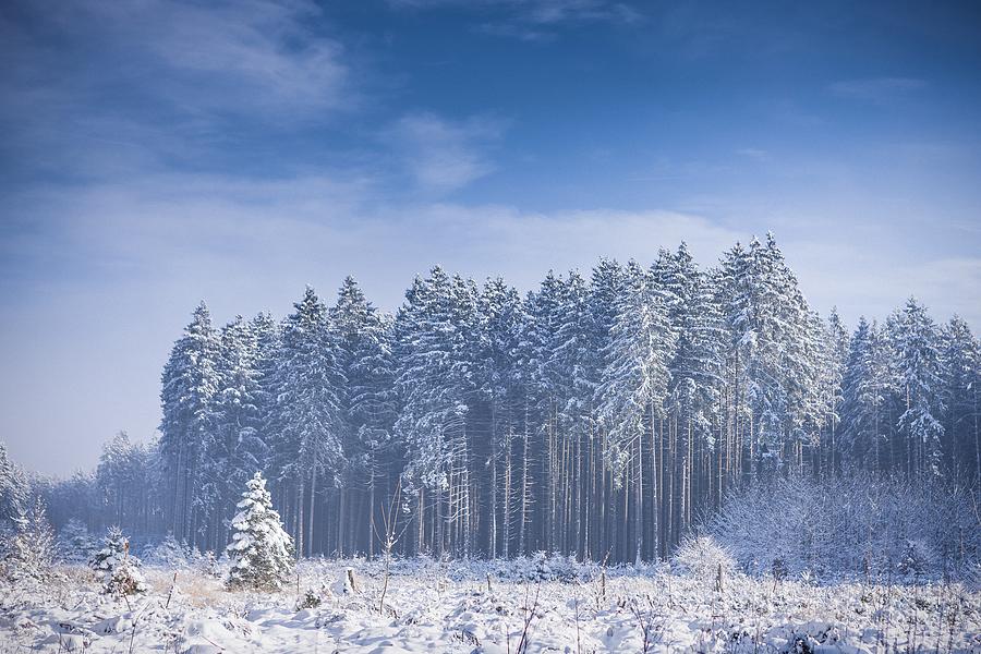 Winter Photograph - Frozen Forest by Bjoern Kindler