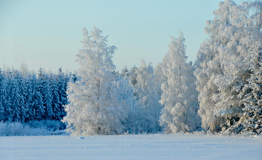 Frozen Forest in Finland Photograph by Azure Dragon | Fine Art America