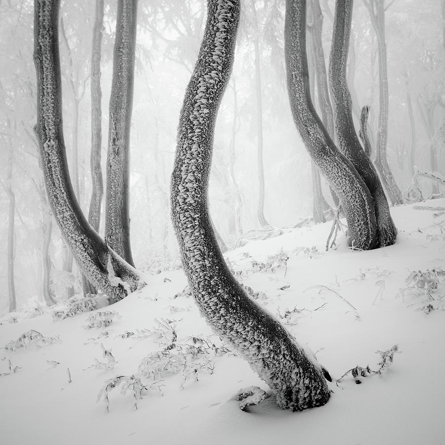 Winter Photograph - Frozen Forest by Martin Rak
