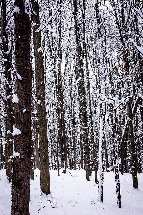 Winter Photograph - Frozen Forest by Sara Frank