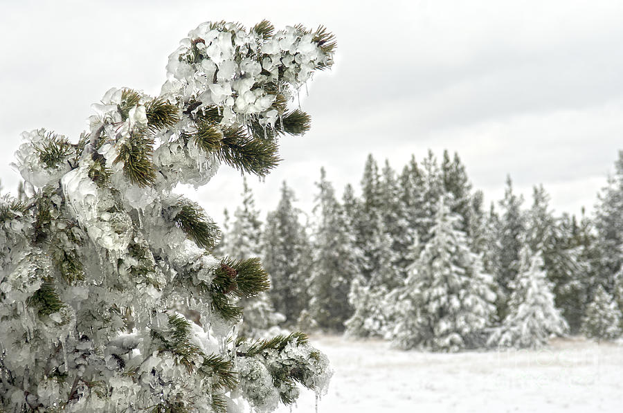 Nature Photograph - Frozen Forest by Wildlife Fine Art