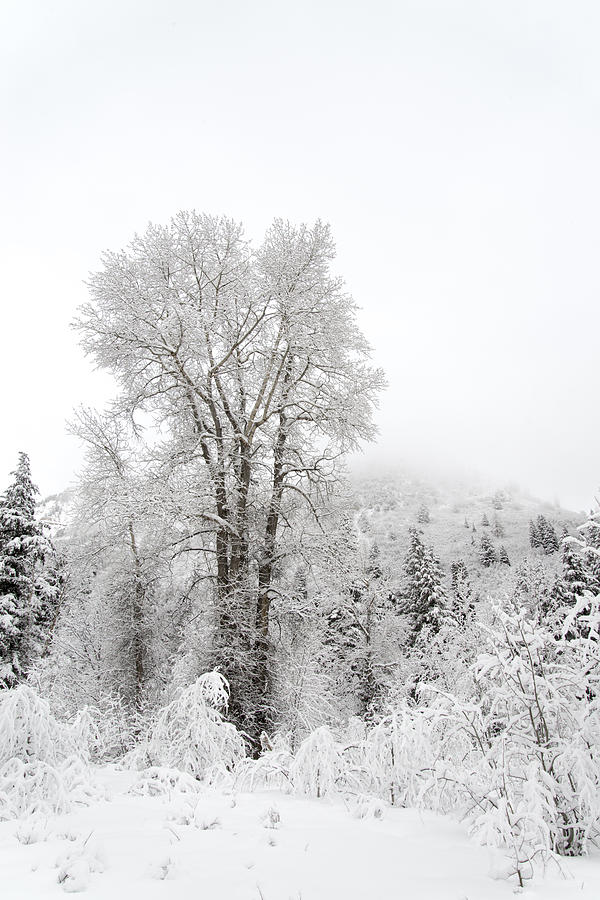 Winter Photograph - Frozen Giant by Dustin LeFevre