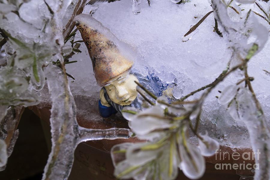 Frozen Gnome Photograph by MM Anderson