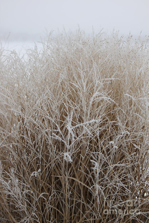 Frozen Grass Photograph by Debbie Hart