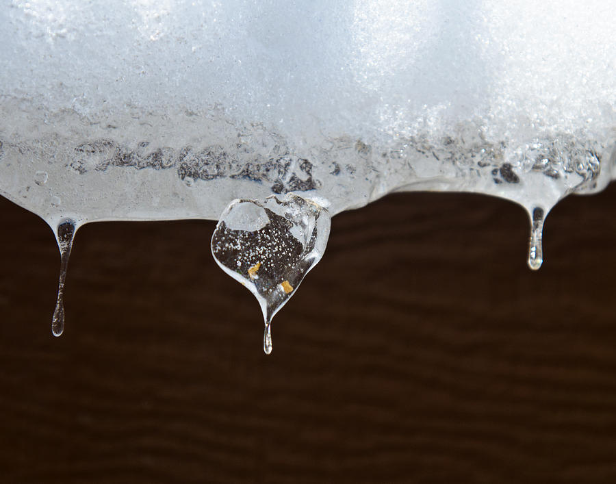 Icicles Photograph - Frozen Hearts by Janet Smith