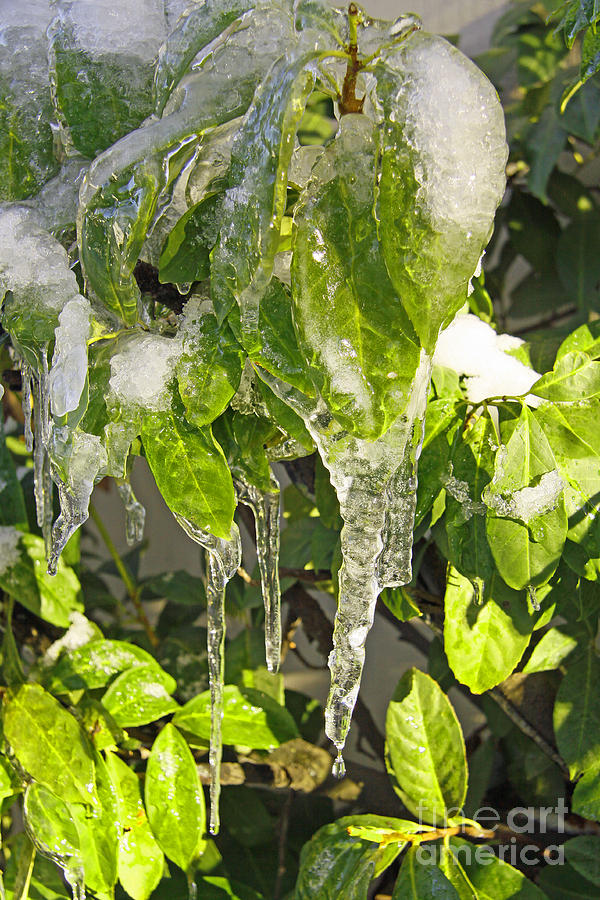 Frozen Icicled Plant  Photograph by Kenny Bosak
