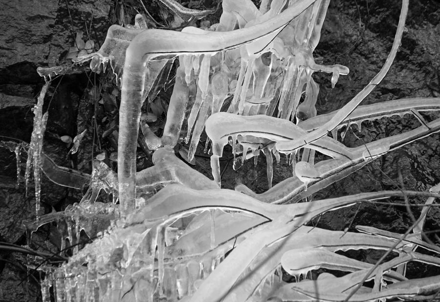 Frozen in Black and White Photograph by Suzanne Gaff - Pixels