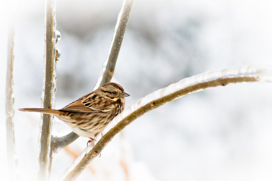 Sparrow Photograph - Frozen In Time by Annette Hugen