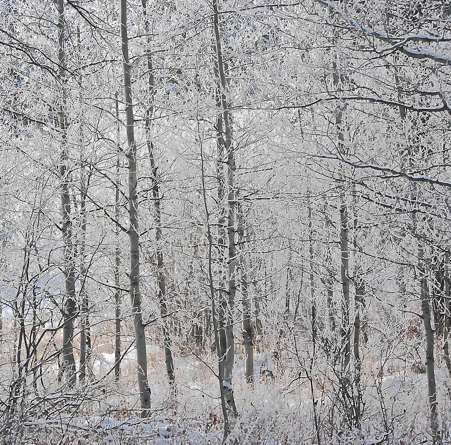 Frozen in Time Photograph by Sara Kinney - Fine Art America