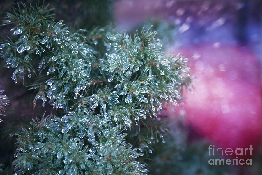 Christmas Photograph - Frozen by Istvan  Kadar