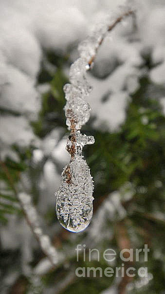 Frozen Jewel Photograph by Beth Ferris Sale