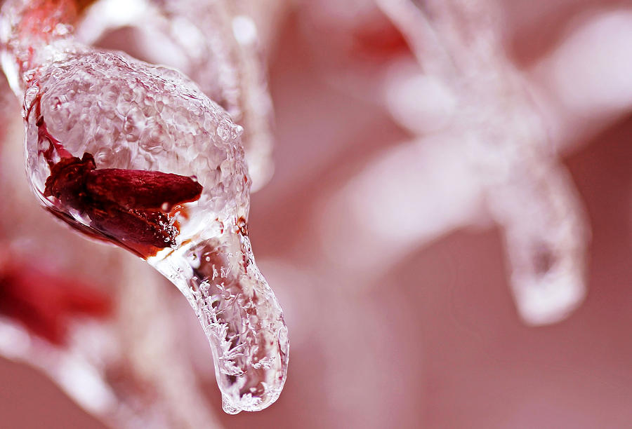 Frozen Jewel  Photograph by Debbie Oppermann