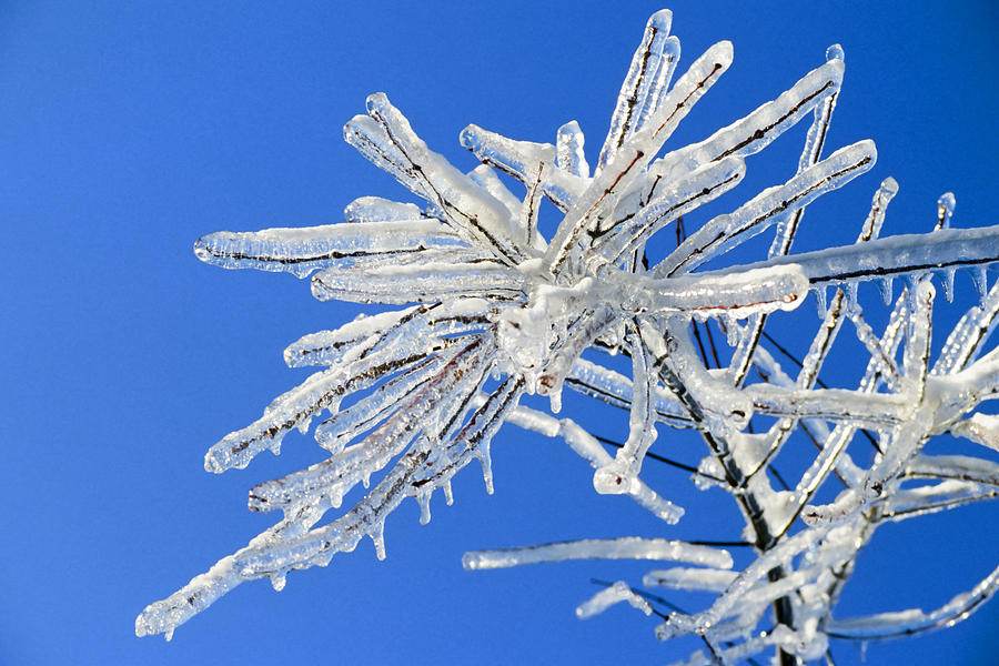 Frozen Photograph by Kelley King