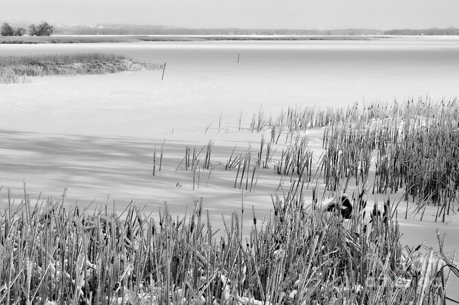 Winter Photograph - Frozen lake and ice coated bullrushes by Louise Heusinkveld