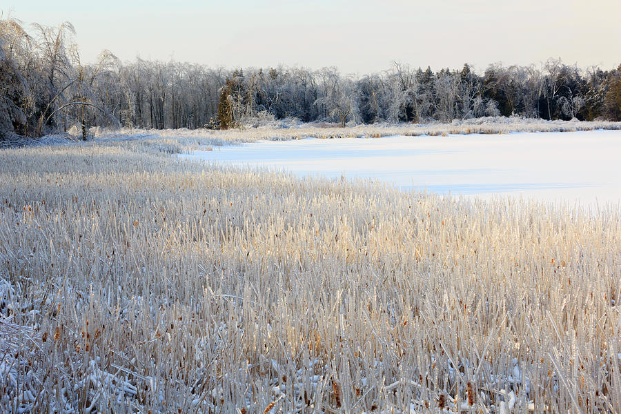 Frozen Lake And Ice Coated Trees And Photograph by Louise Heusinkveld Frozen Lake And Ice Coated Trees And Photograph by Louise Heusinkveld
