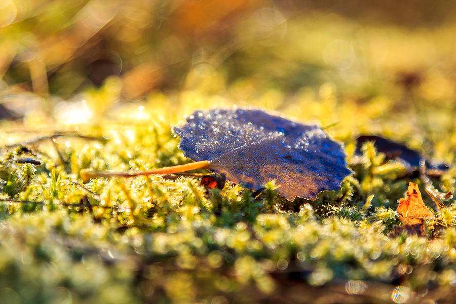 Winter Photograph - Frozen leaf by Aldona Pivoriene