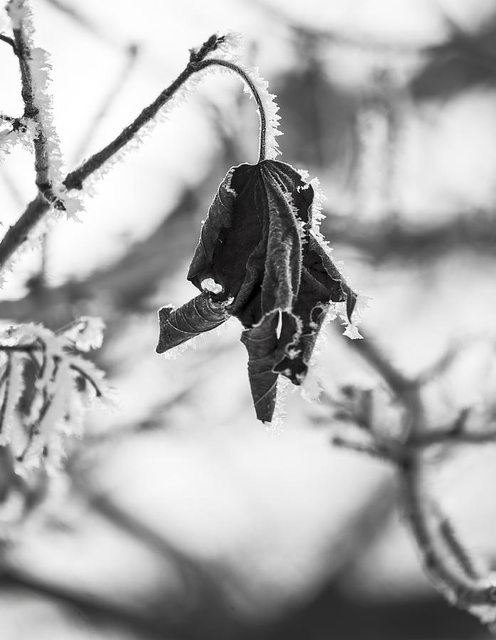 Frozen Leaf in Black and White Photograph by Tracy Winter