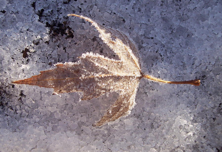 Frozen Leaf Photograph by Richard Bryce and Family