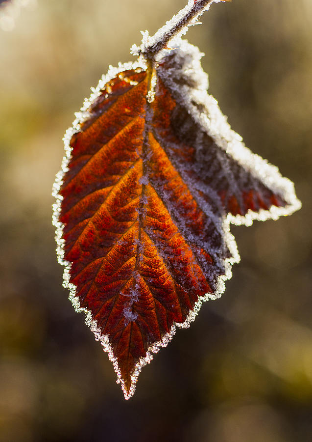 Up Movie Photograph - Frozen leaf by Ron Roberts