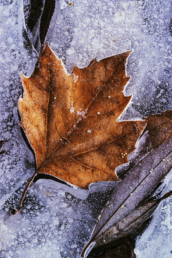 Frozen leaf Photograph by Vishwanath Bhat