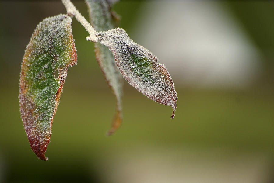 Frozen Leaves Photograph by Jolly Van der Velden