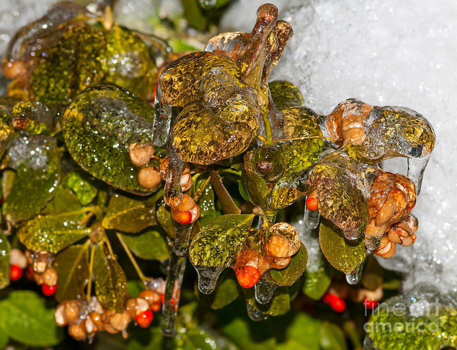 Frozen leaves and berries Photograph by Les Palenik