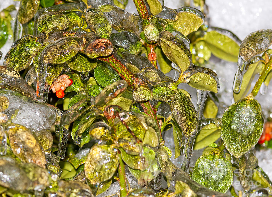 Frozen leaves and berries - No 4 Photograph by Les Palenik
