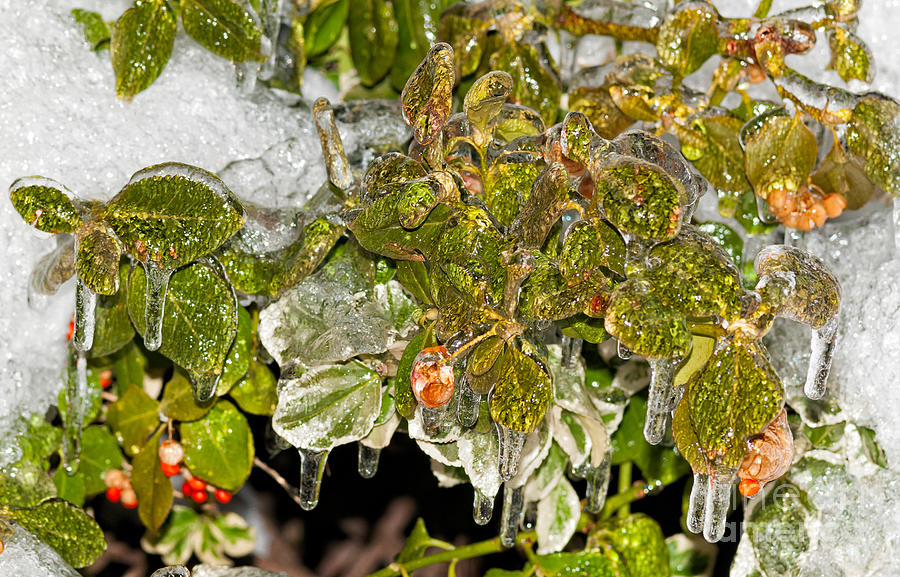 Frozen Leaves And Berries V2 Photograph by Les Palenik