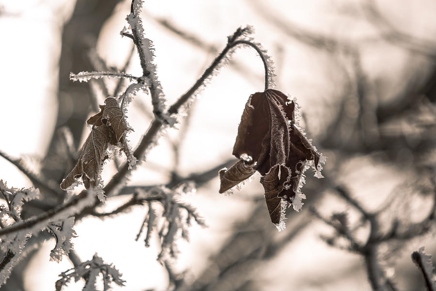 Frozen Leaves Photograph by Tracy Winter