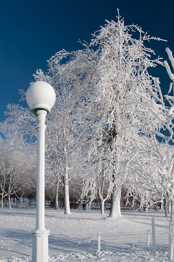 Frozen Lightpost Photograph by Guy Whiteley