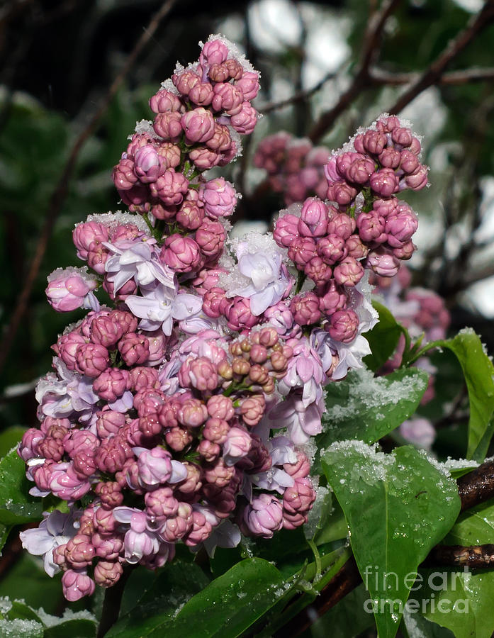 Flower Photograph - Frozen Lilac by Andee Design