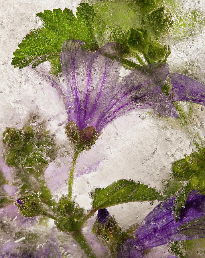 Purple Photograph - Frozen Mallow Flower by Secundino Losada