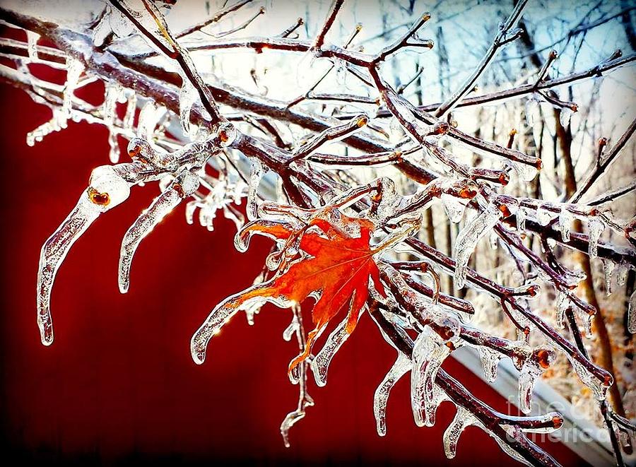Frozen Maple Photograph by Beth Ferris Sale