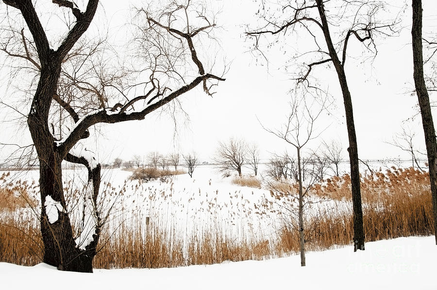 Winter Photograph - Frozen Marshland III by Regina Geoghan