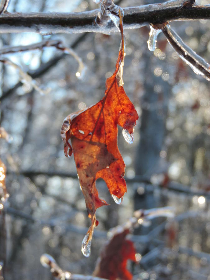 Frozen Memories of Fall Photograph by Bill Tomsa