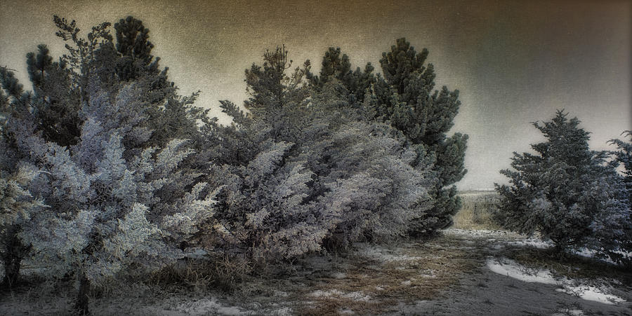 Frozen November Day Photograph by Ellen Heaverlo