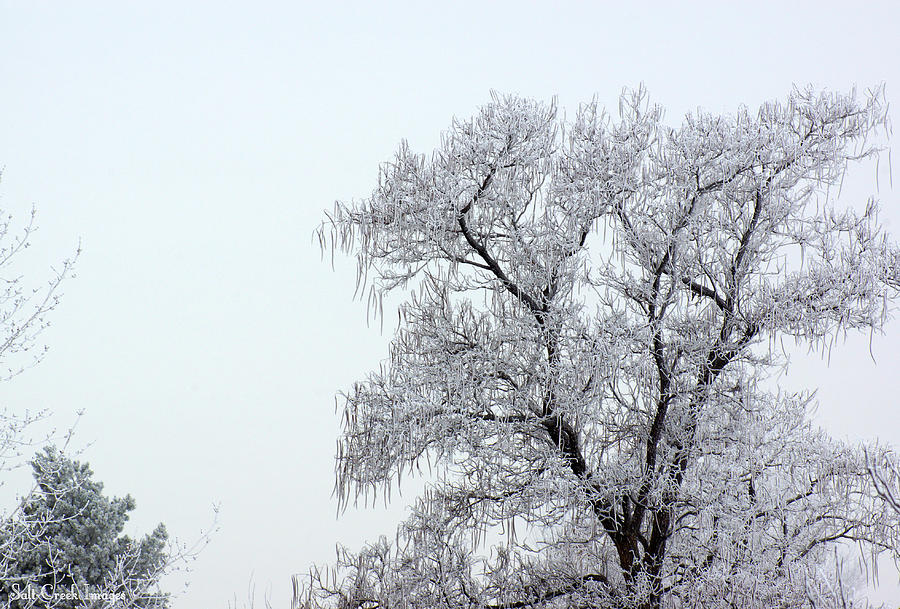 Winter Photograph - Frozen Once More by Cecily Vermote
