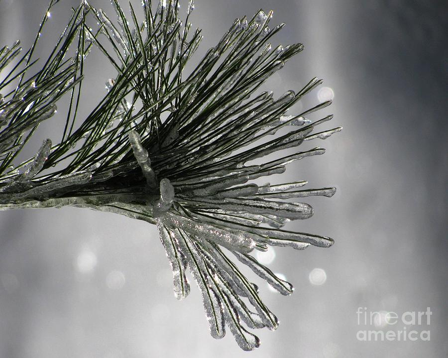 Frozen Pine Photograph by Lili Feinstein