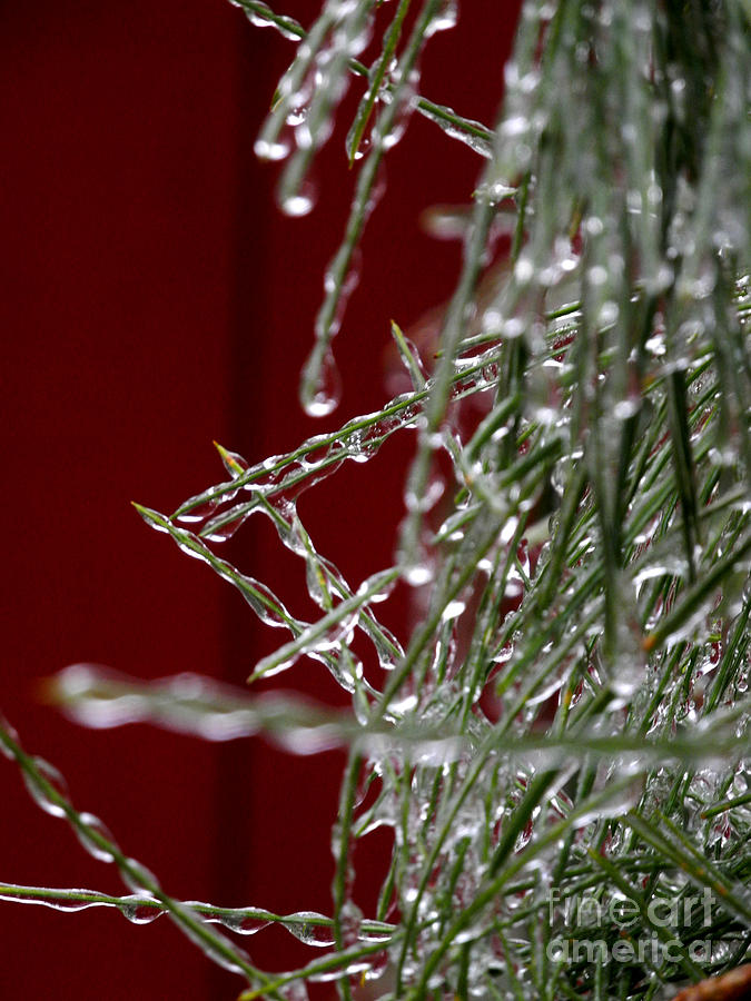 Frozen Pine Needles Photograph by Beth Ferris Sale