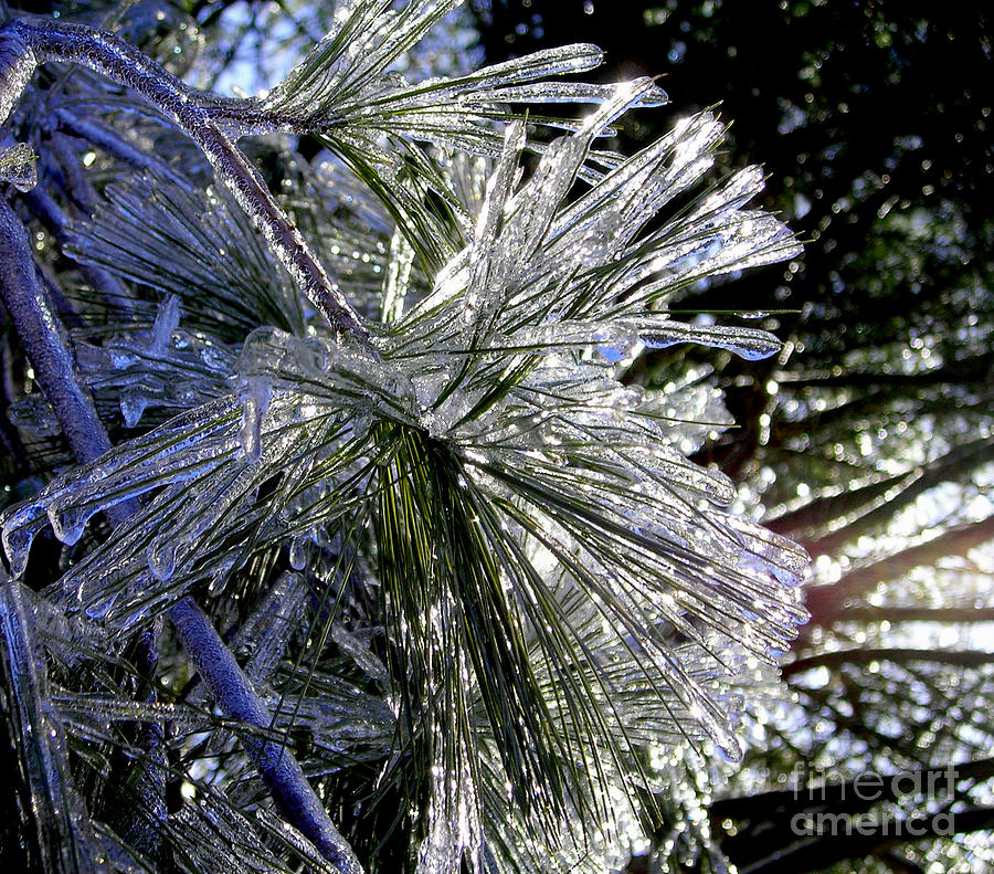 Frozen Pine Photograph